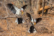 Southern yellowbilled hornbills (Tockus leucomelas) courtship display. Kruger National Park, South Africa. September.