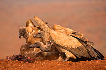 Whitebacked vultures (Gyps africanus) feeding. Zimanga private game reserve, KwaZulu-Natal, South Africa. September.