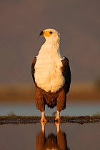 African fish eagle (Haliaeetus vocifer). Zimanga private game reserve, KwaZulu-Natal, South Africa. June.