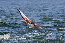 Bottlenose dolphin (Tursiops truncatus) with Salmon in mouth, Fortrose, Moray Firth, Scotland, UK. May.
