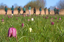 Wildlife Trust volunteers surveying Snakeshead fritillary (Fritillaria meleagris) flowers. Iffley Meadow, Oxford. April.