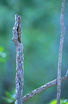 Common potoo (Nyctibius griseus) camouflaged on branch, Brazil.