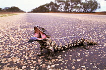 Shingleback Lizard (Tiliqua rugosa)  well camouflaged against road,  mouth wide open, Australia.