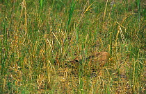Mongolian gazelle (Procapra gutturosa) calf hidden in grass, Mongolia.