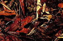 Horned madagascar frog (Mantidactylus cornutus) two different colour morphs, Madagascar.