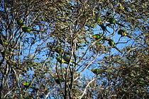 Superb parrot (Polytelis swainsonii) flock in tree, Australia.