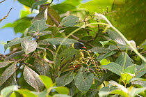 Green-and-black fruiteater (Pipreola riefferii) San Jos del Palmar, Choco, Colombia.