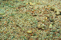 Leopard flounder (Bothus pantherinus) camouflaged in sand, House Reef, El Quseir, Egypt.