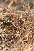Central netted dragon (Ctenophorus nuchalis) Old Andado, Alice Springs, Northern Territory, Australia.