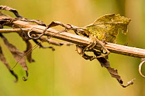 Mimetic katydid (Tettigoniidae) Colibri del Sol Bird Reserve, Colombia.