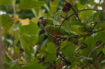 Golden-plumed parakeet (Leptosittaca branickii) Reserva Natural Rio Blanco, Manizales, Colombia.