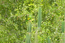 Yellow-chevroned parakeet (Brotogeris chiriri) perched on cactus, Cochabamba, Omereque, Bolivia.