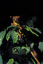 Rondo dwarf galago (Galagoides rondoensis) from Rondo in south-east Tanzania