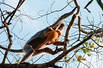 Phayre's leaf monkey (Trachypithecus phayrei) mother and infant. Phu Khieo Wildlife Sanctuary, Thailand.