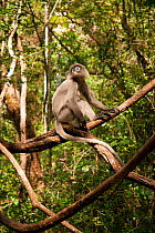 Phayre's leaf monkey (Trachypithecus phayrei). Phu Khieo Wildlife Sanctuary, Thailand.