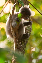 Phayre's leaf monkey (Trachypithecus phayrei) juvenile. Phu Khieo Wildlife Sanctuary, Thailand.
