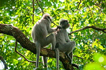 Two Phayre's leaf monkeys (Trachypithecus phayrei) social grooming. Phu Khieo Wildlife Sanctuary, Thailand.