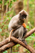 Phayre's leaf monkey (Trachypithecus phayrei) mother and infant. Phu Khieo Wildlife Sanctuary, Thailand.