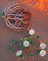 Birdcage evening primrose (Oenothera deltoides) in flower next to skeleton of remnant dried plant. Mojave Trails National Monument, California, USA.