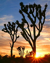 Joshua trees (Yucca brevifolia) silhouetted with the sun setting on the horizon. Mojave Trails National Monument. Preserve, California, USA.