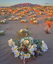 Birdcage evening primrose (Oenothera deltoides)  flowers on sand dunes at sunset with Ship Mountains in background.  Mojave Trails National Monument, California, USA.