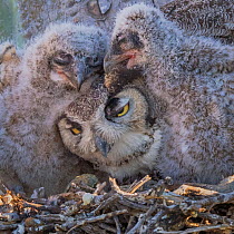 Horned owl (Bubo virginianus) parent with sleepy chicks, Santa Catalina Mountain Foothills, Sonoran Desert,Arizona, USA, April.