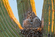 Horned owl (Bubo virginianus) nest in Saguaro cactus, with parent and chicks, Santa Catalina Mountain Foothills, Sonoran Desert, Arizona, USA, April.