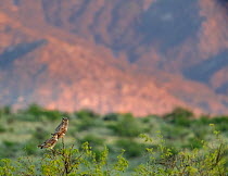 Horned owl (Bubo virginianus) pair in evening light,  Santa Catalina Mountain Foothills, Sonoran Desert, Arizona, USA. April.