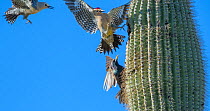 Gila woodpeckers  (Melanerpes uropygialis) defending their nest hole in a saguaro cactus from Starling (Sturnus vulgaris) Arizona, USA.