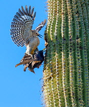 Gila woodpecker  (Melanerpes uropygialis) defending nest hole in a Saguaro cactus from Starling (Sturnus vulgaris) Arizona, USA.