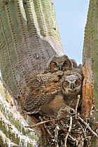 Great horned owl (Bubo virginianus) chicks in nest in Saguaro cacus (Carnegiea gigantea), Santa Catalina Mountain Foothills, Sonoran Desert, Arizona, USA.