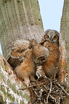 Great horned owl (Bubo virginianus) chicks eating in nest in Saguaro cacus (Carnegiea gigantea), Santa Catalina Mountain Foothills, Sonoran Desert, Arizona, USA.