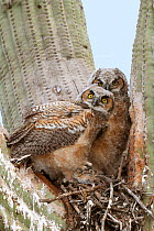 Great horned owl (Bubo virginianus) chicks in the nest in Saguaro cacus (Carnegiea gigantea), Santa Catalina Mountain Foothills, Sonoran Desert, Arizona, USA.