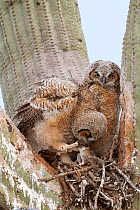 Great horned owl (Bubo virginianus) chick feeding on rat, Saguaro cacus (Carnegiea gigantea), Santa Catalina Mountain Foothills, Sonoran Desert, Arizona, USA. April.