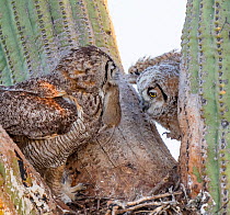 Great horned owl (Bubo virginianus) parent feeding rat to chick at nest in Saguaro cacus (Carnegiea gigantea), Santa Catalina Mountain Foothills, Sonoran Desert, Arizona, USA. April.