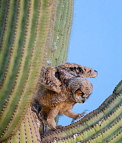 Great horned owl (Bubo virginianus) chick stretching wings in nest in Saguaro cacus (Carnegiea gigantea), Santa Catalina Mountain Foothills, Sonoran Desert, Arizona, USA. April.