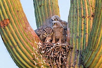 Great horned owl (Bubo virginianus) parent bringing rat prey to chicks at nest in Saguaro cacus (Carnegiea gigantea), Santa Catalina Mountain Foothills, Sonoran Desert, Arizona, USA. Small repro only.