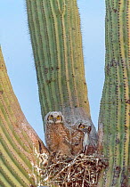 Great horned owl (Bubo virginianus) chicks in the nest eating rats, in Saguaro cacus (Carnegiea gigantea), Santa Catalina Mountain Foothills, Sonoran Desert, Arizona, USA. Small repro only.