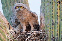Great horned owl (Bubo virginianus) chick at nest in Saguaro cacus (Carnegiea gigantea), Santa Catalina Mountain Foothills, Sonoran Desert, Arizona, USA. April.