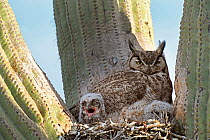Great horned owl (Bubo virginianus) parent and chicks at nest in Saguaro cactus (Carnegiea gigantea), Santa Catalina Mountain Foothills, Sonoran Desert, Arizona, USA.