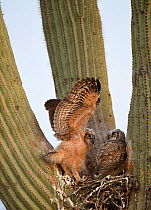 Great horned owl (Bubo virginianus) chicks stretching in nest in Saguaro cacus (Carnegiea gigantea), Santa Catalina Mountain Foothills, Sonoran Desert, Arizona, USA.