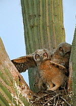 Great horned owl (Bubo virginianus) chick stretching wings in nest in Saguaro cacus (Carnegiea gigantea), Santa Catalina Mountain Foothills, Sonoran Desert, Arizona, USA.