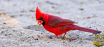 Northern cardinal (Cardinalis cardinalis) male on the ground, Catalina State Park, Arizona, USA, May.
