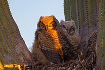 Great horned owl (Bubo virginianus) chicks in nest in Saguaro cactus (Carnegiea gigantea), Santa Catalina Mountains, Arizona, USA, May.