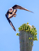 Northern caracara (Northern caracara cheriway) taking off from Saguaro cactus (Carnegiea gigantea) in flower, Tohono O'odam Reservation, Arizona, USA, May.
