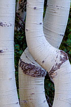 Aspens with bent trunks shaped by heavy snow load. Grand Canyon National Park, Arizona, USA, August.