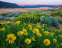 Mulesears (Wyethia sp) flowers at dawn. on the hillsides in Coral Pink Dunes State Park, Utah, USA.