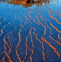 Patterns in the bacterial mats in afternoon light. Grand Prismatic spring, Middle Geyser Basin,Yellowstone National Park,  Wyoming, USA.