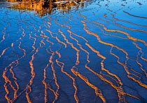 Patterns in the bacterial mats in afternoon light. Grand Prismatic spring, Middle Geyser Basin,Yellowstone National Park,  Wyoming, USA.