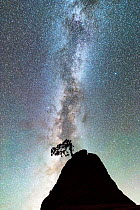 Ponderosa pine (Pinus ponderosa) against a star filled sky with a brilliant Milky Way. Zion National Park, Utah, USA, September.